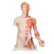 3B Scientific B42 Deluxe Dual Sex Torso with Muscular Arm Model 33-Part - 3B Smart Anatomy