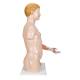 3B Scientific B42 Deluxe Dual Sex Torso with Muscular Arm Model 33-Part - 3B Smart Anatomy