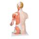 3B Scientific B42 Deluxe Dual Sex Torso with Muscular Arm Model 33-Part - 3B Smart Anatomy