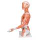 3B Scientific B42 Deluxe Dual Sex Torso with Muscular Arm Model 33-Part - 3B Smart Anatomy