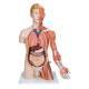 3B Scientific B42 Deluxe Dual Sex Torso with Muscular Arm Model 33-Part - 3B Smart Anatomy