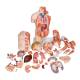 3B Scientific B42 Deluxe Dual Sex Torso with Muscular Arm Model 33-Part - 3B Smart Anatomy