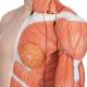 3B Scientific B42 Deluxe Dual Sex Torso with Muscular Arm Model 33-Part - 3B Smart Anatomy