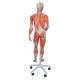 3B Scientific B50 3/4 Life-Size Dual Sex Muscle Figure 45-Part - 3B Smart Anatomy