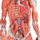 3B Scientific B50 3/4 Life-Size Dual Sex Muscle Figure 45-Part - 3B Smart Anatomy