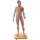Life-Size Dual Sex Asian Muscular Figure 39-Part