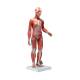 3B Scientific B55 Half Life-Size Complete Dual Sex Muscle Figure With Internal Organs 33-Part - 3B Smart Anatomy