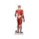 3B Scientific B55 Half Life-Size Complete Dual Sex Muscle Figure With Internal Organs 33-Part - 3B Smart Anatomy