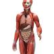 3B Scientific B55 Half Life-Size Complete Dual Sex Muscle Figure With Internal Organs 33-Part - 3B Smart Anatomy