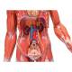 3B Scientific B55 Half Life-Size Complete Dual Sex Muscle Figure With Internal Organs 33-Part - 3B Smart Anatomy