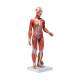 3B Scientific B56 Half Life-Size Complete Female Muscular Figure 21-Part - 3B Smart Anatomy