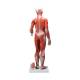 3B Scientific B56 Half Life-Size Complete Female Muscular Figure 21-Part - 3B Smart Anatomy