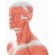 1/4 Life-Size Muscle Figure 2-Part