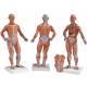 1/4 Life-Size Muscle Figure 2-Part