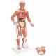 1/4 Life-Size Muscle Figure 2-Part