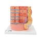 3B Scientific B60 MICROanatomy Muscle Cross Section - 3B Smart Anatomy