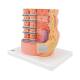 3B Scientific B60 MICROanatomy Muscle Cross Section - 3B Smart Anatomy