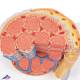 3B Scientific B60 MICROanatomy Muscle Cross Section - 3B Smart Anatomy