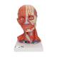 3B Scientific C05 Head and Neck Musculature 5-Part - 3B Smart Anatomy