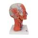 3B Scientific C05 Head and Neck Musculature 5-Part - 3B Smart Anatomy