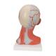 3B Scientific C05 Head and Neck Musculature 5-Part - 3B Smart Anatomy