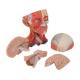 3B Scientific C05 Head and Neck Musculature 5-Part - 3B Smart Anatomy