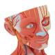 3B Scientific C05 Head and Neck Musculature 5-Part - 3B Smart Anatomy