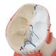 3B Scientific C05 Head and Neck Musculature 5-Part - 3B Smart Anatomy