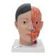 3B Scientific C06 Asian Deluxe Head with Neck (4 Parts) - 3B Smart Anatomy