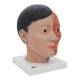 3B Scientific C06 Asian Deluxe Head with Neck (4 Parts) - 3B Smart Anatomy
