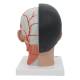 3B Scientific C06 Asian Deluxe Head with Neck (4 Parts) - 3B Smart Anatomy