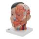3B Scientific C06 Asian Deluxe Head with Neck (4 Parts) - 3B Smart Anatomy