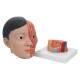 3B Scientific C06 Asian Deluxe Head with Neck (4 Parts) - 3B Smart Anatomy