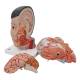 3B Scientific C06 Asian Deluxe Head with Neck (4 Parts) - 3B Smart Anatomy