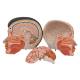 3B Scientific C06 Asian Deluxe Head with Neck (4 Parts) - 3B Smart Anatomy