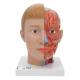 3B Scientific C07 Life Size Head with Neck 4-Part - 3B Smart Anatomy