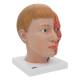 3B Scientific C07 Life Size Head with Neck 4-Part - 3B Smart Anatomy