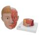 3B Scientific C07 Life Size Head with Neck 4-Part - 3B Smart Anatomy