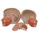 3B Scientific C07 Life Size Head with Neck 4-Part - 3B Smart Anatomy