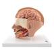 3B Scientific C09-1 Head Model 6-Part, Light Skin Tone - 3B Smart Anatomy