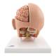 3B Scientific C09-1 Head Model 6-Part, Light Skin Tone - 3B Smart Anatomy