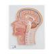 3B Scientific C12 Median Section of the Head - 3B Smart Anatomy