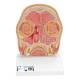 3B Scientific C13-1 Head Section Model - 3B Smart Anatomy
