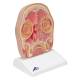 3B Scientific C13-1 Head Section Model - 3B Smart Anatomy