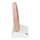 3B Scientific C13-1 Head Section Model - 3B Smart Anatomy