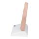 3B Scientific C13-1 Head Section Model - 3B Smart Anatomy