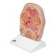 3B Scientific C13-1 Head Section Model - 3B Smart Anatomy