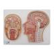 Median and Frontal Section of the Head - 3B Smart Anatomy