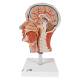 3B Scientific C14 Human Half Head with Musculature - 3B Smart Anatomy