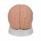 3B Scientific C15-1 Introductory Brain Model 2-Part - 3B Smart Anatomy